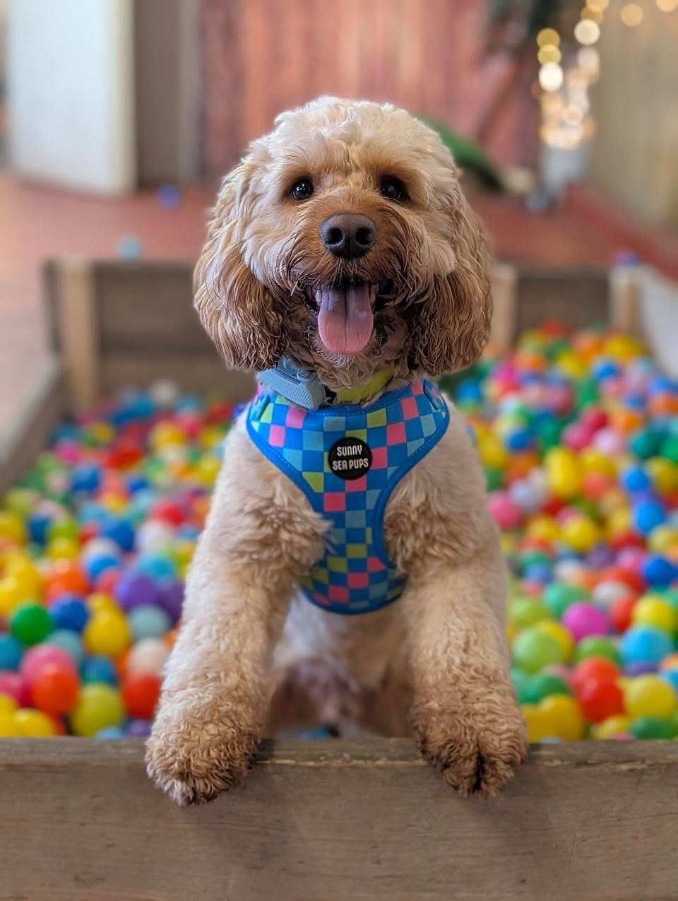 Smiling cockapoo in a harness leaning out of the colourful ball pit at Sit.Stay.Play