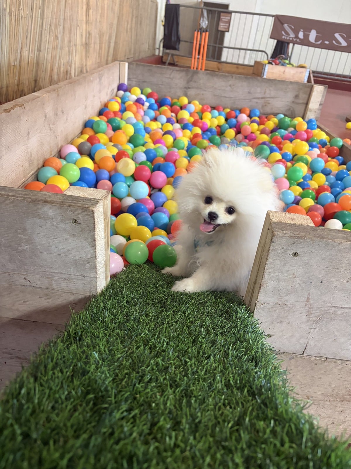 Sit.Stay.Play indoor dog park photo 1